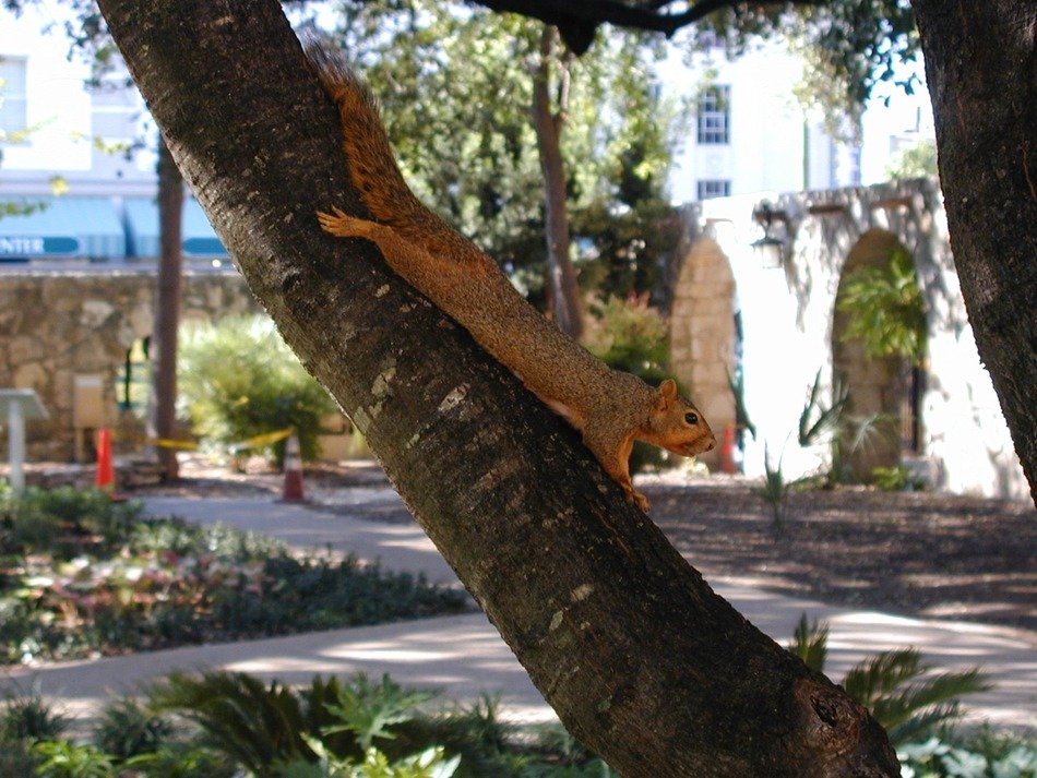 squirrel on a tree in the city