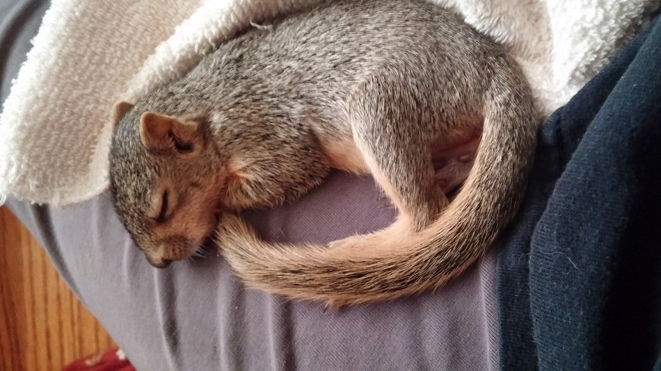 cute sleeping squirrel