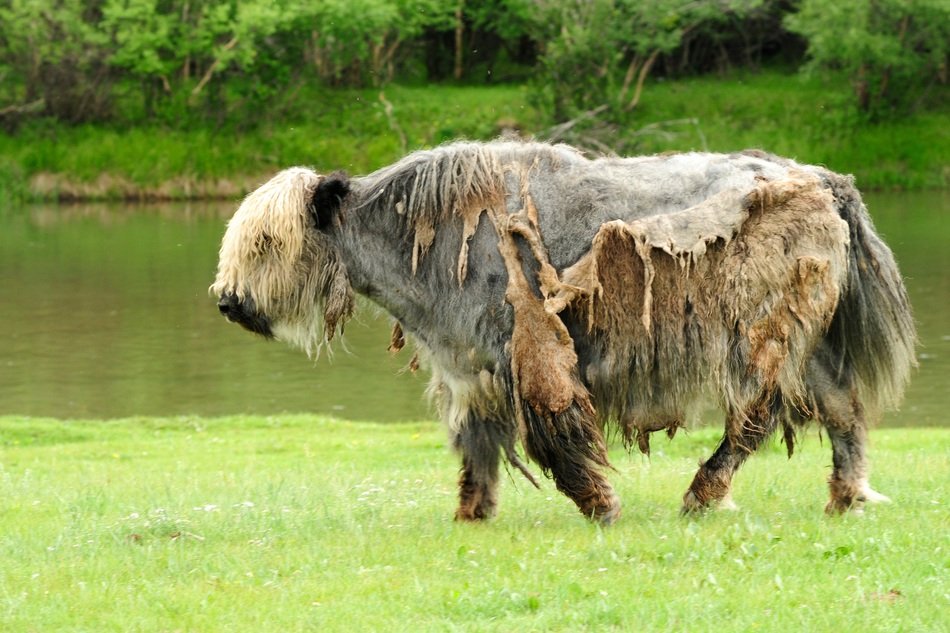 wild animal in mongolia