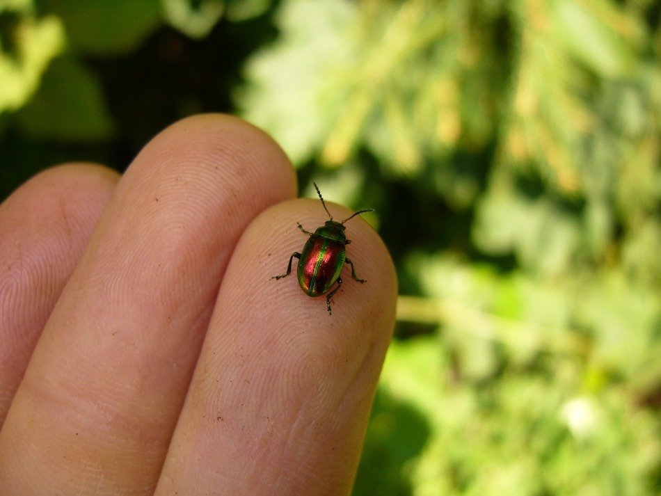 Colorful chrysomela varians on the hand