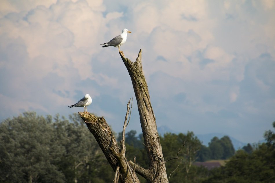 Gulls on Road
