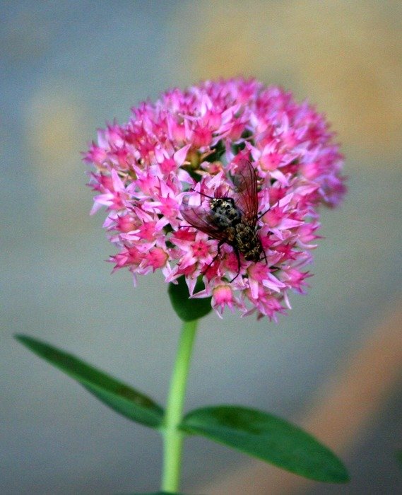 Housefly on pink flower
