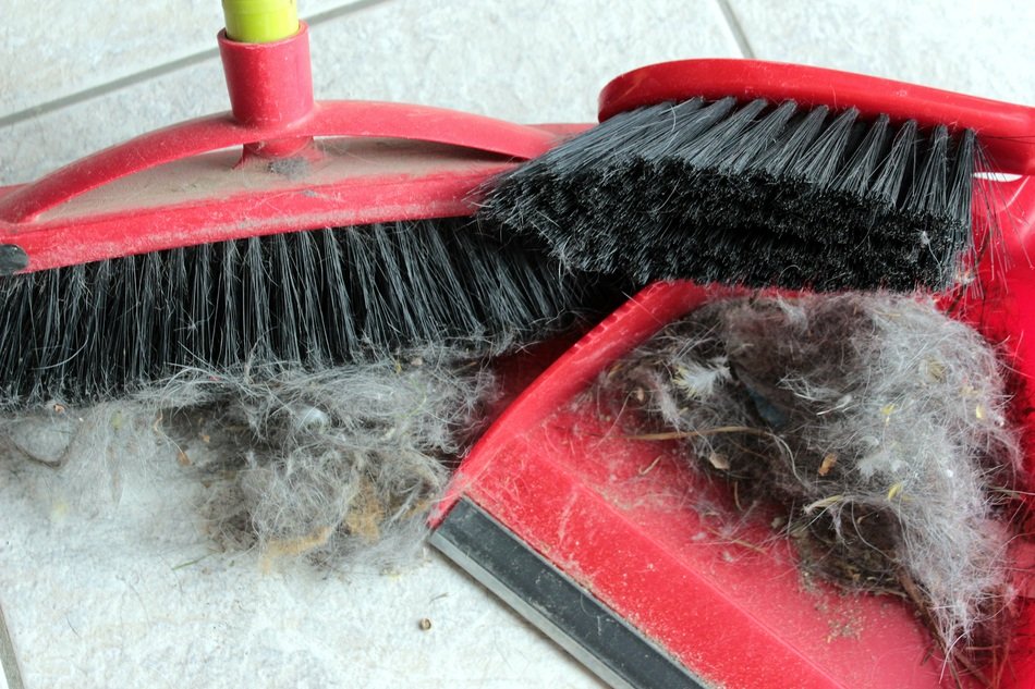 sweep the hair after grooming the dogs