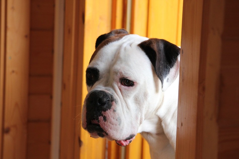 Bulldog at home