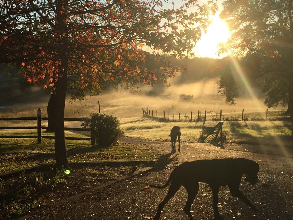 dog in the sun at sunrise