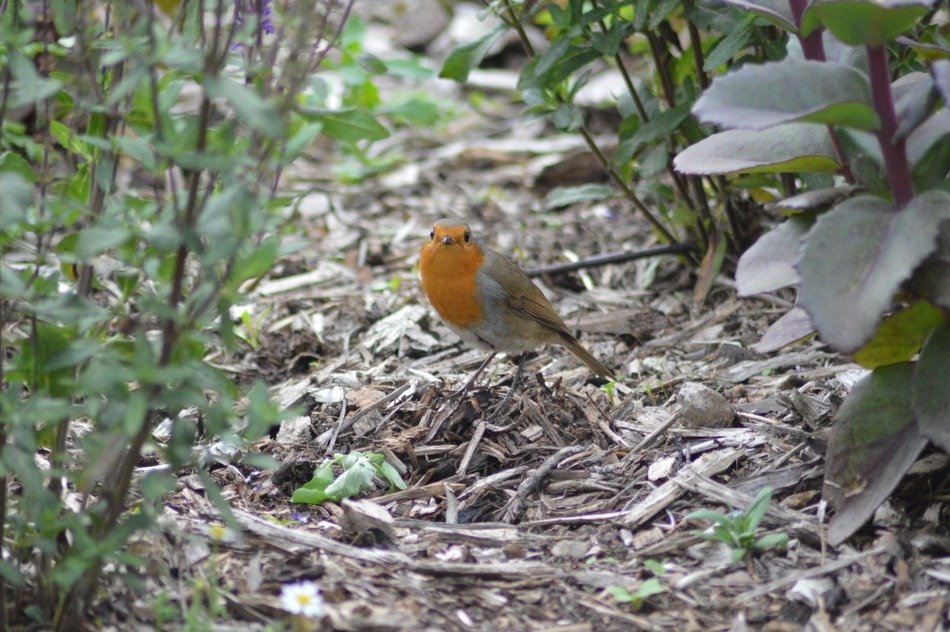 red robin on the ground among plants
