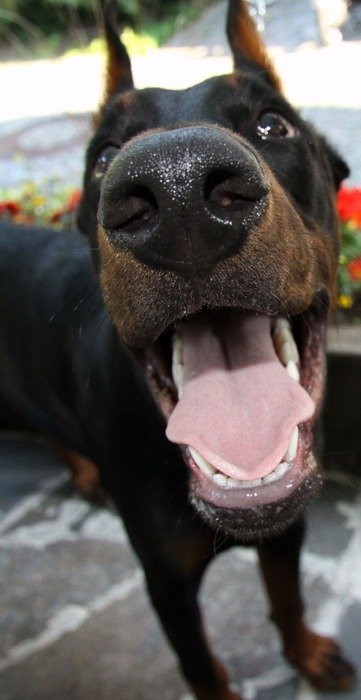 Doberman Pet Domestic