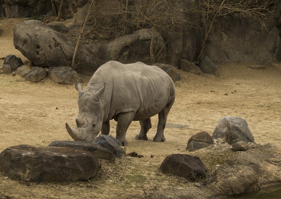 rhino near stones
