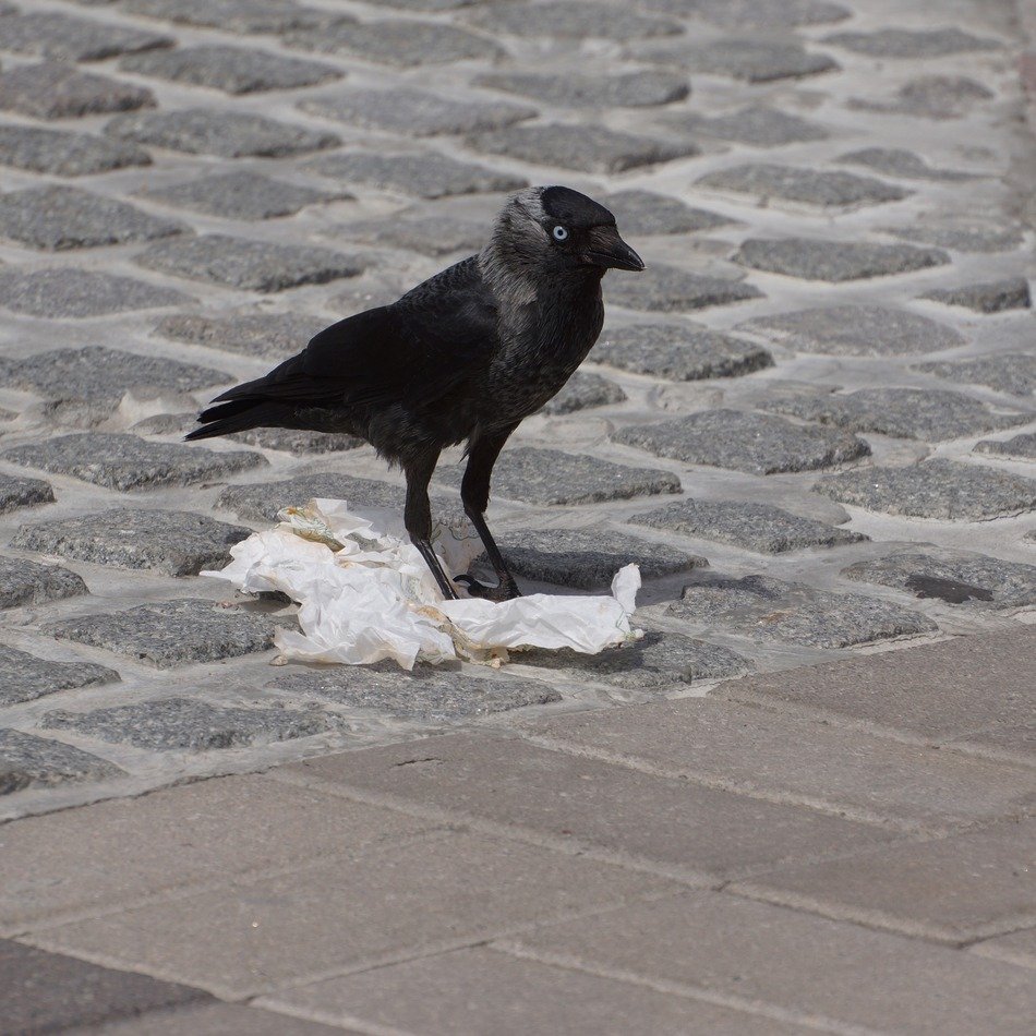 black jackdaw on the cobblestones