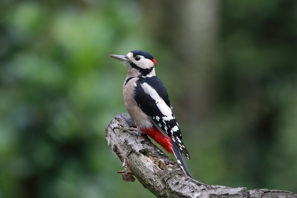 portrait of perched great spotted woodpecker