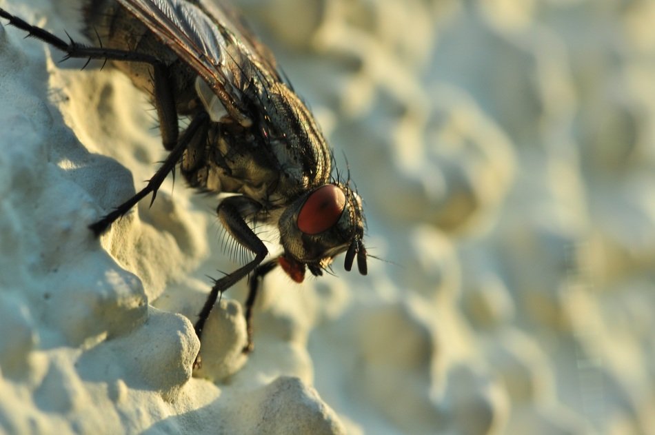 large eyes of a faceted fly close up