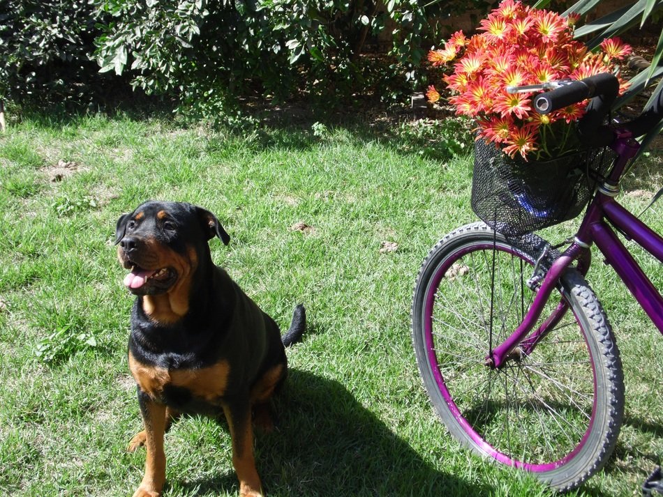 Rottweiler Dog sitting at Bike with Flowers in basket