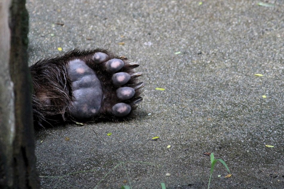 Bear Foot