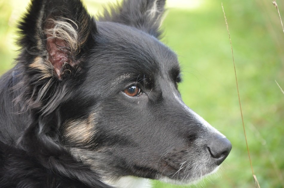 portrait of a wary border collie