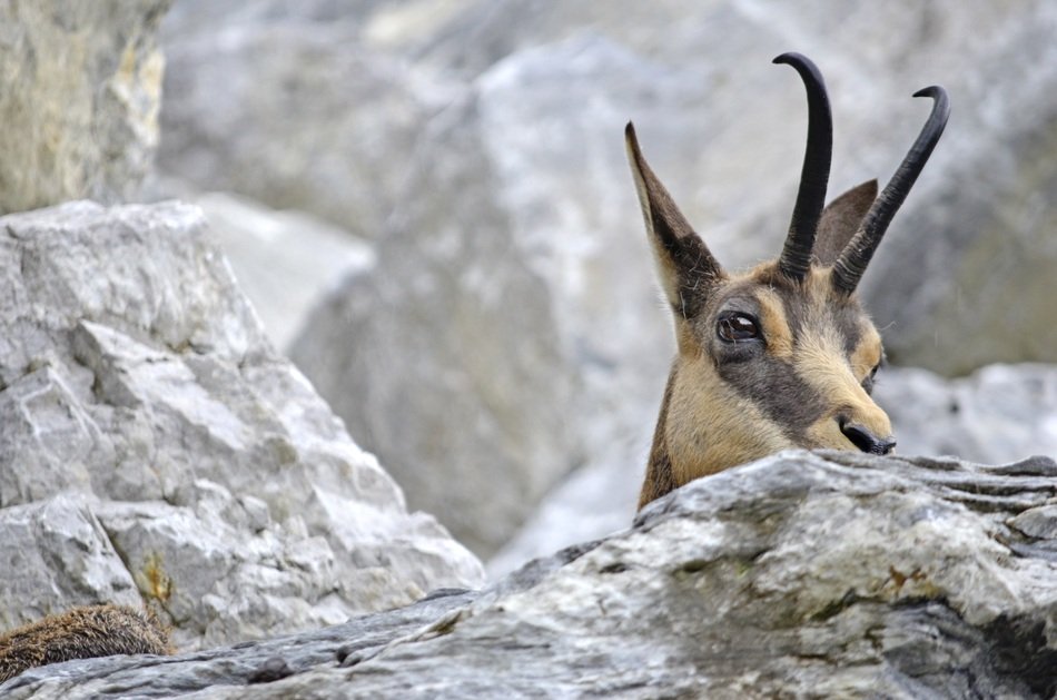 chamois among stones close-up