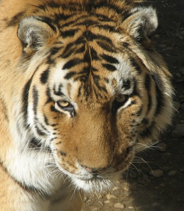predator Tiger