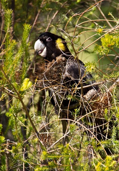 yellow-tailed black cockatoo in the grass