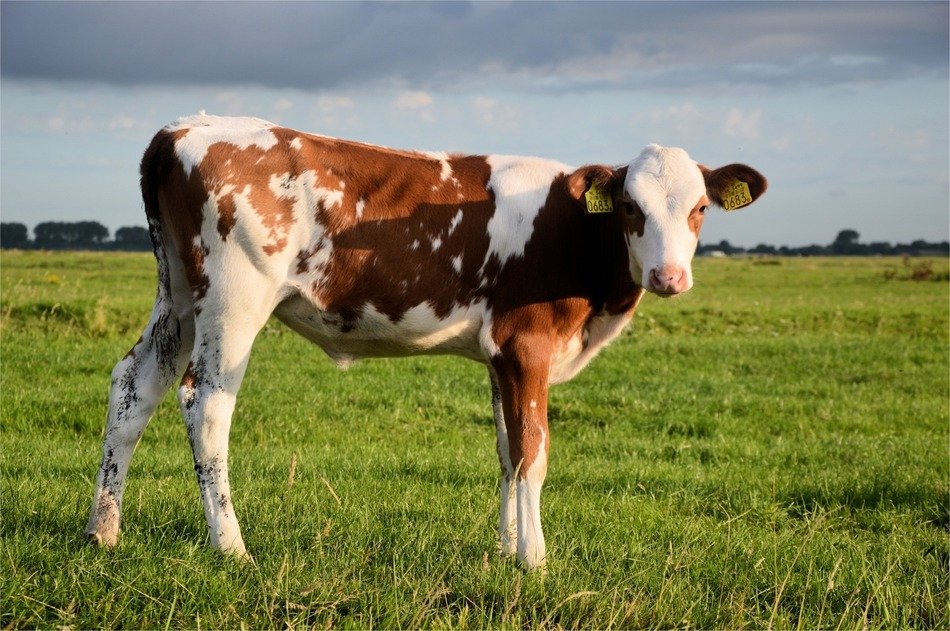 Speckled young cow with a stamp