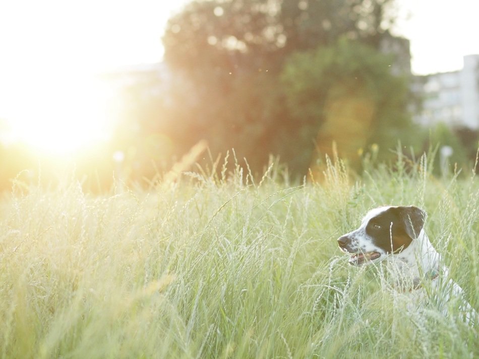 cute dog in the field