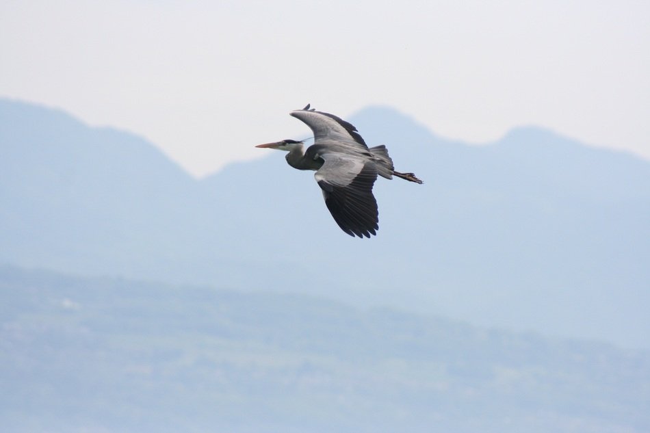 egret in Flight at Mountain landscape