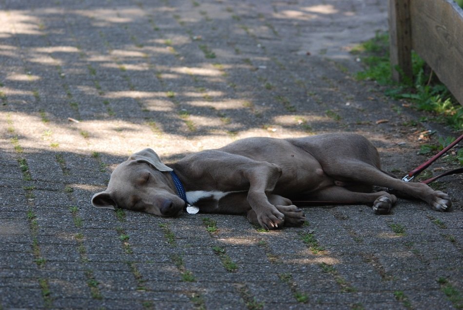 gray dog ​​sleeping on the road