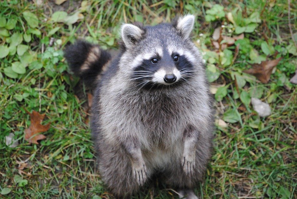 raccoon on the edge of the forest