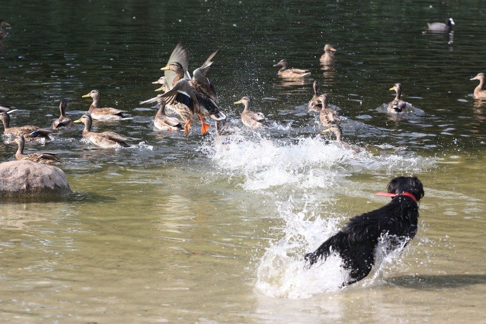 dog chases ducks on a pond