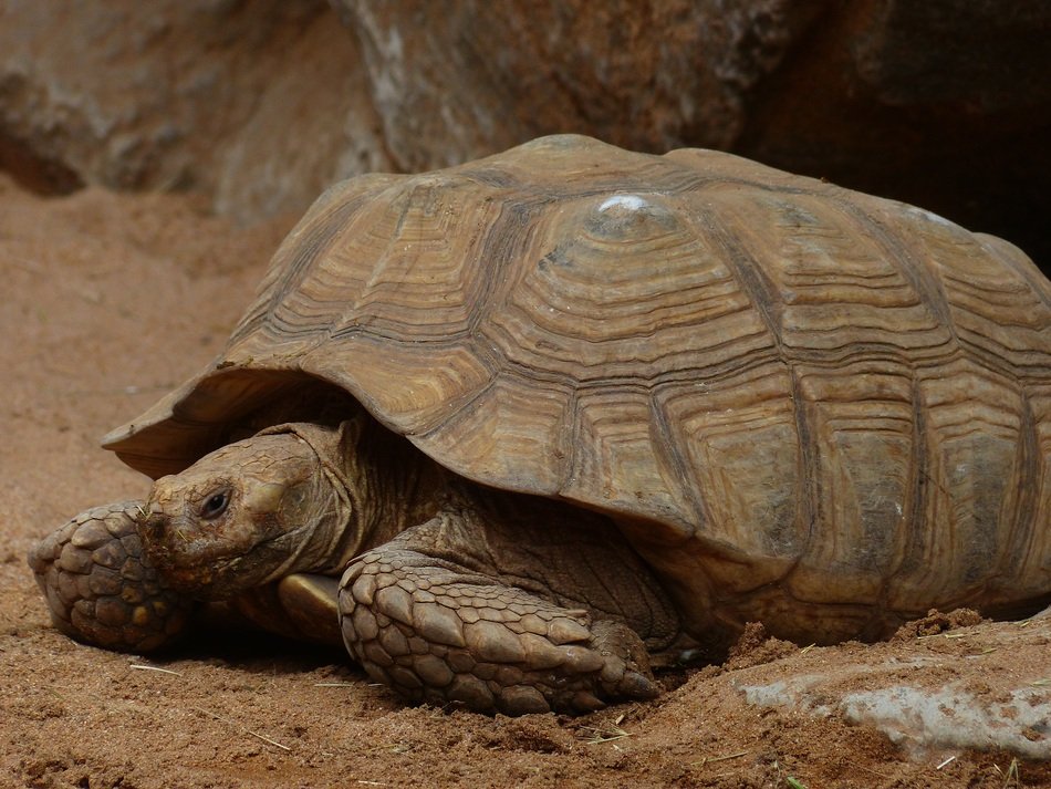large african spurred tortoise