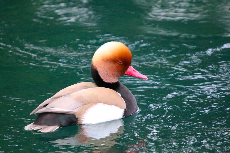 mandarin duck on the river