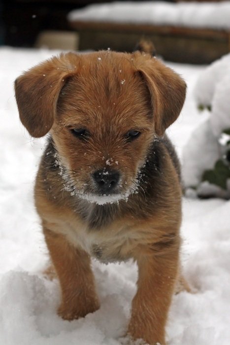 Puppy Terrier stays on snow