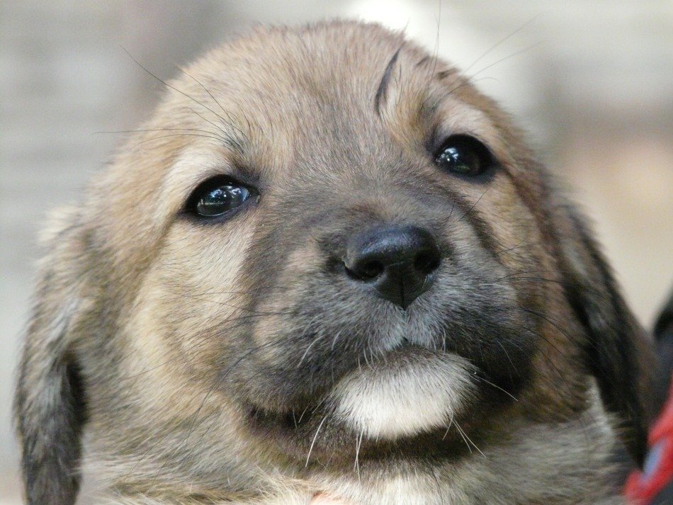 portrait of young puppy in the hands of man