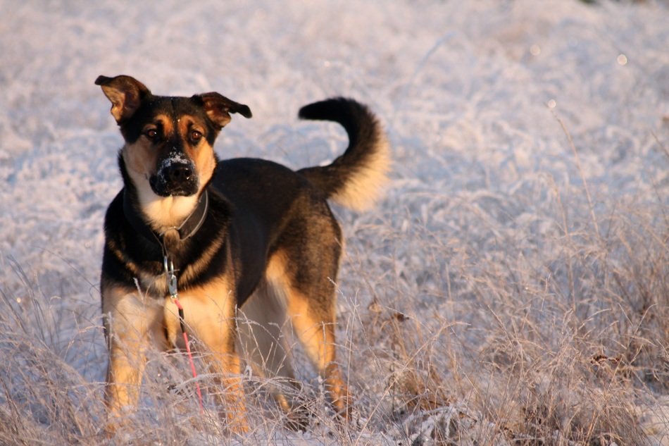 cute dog on the background of frosty weather