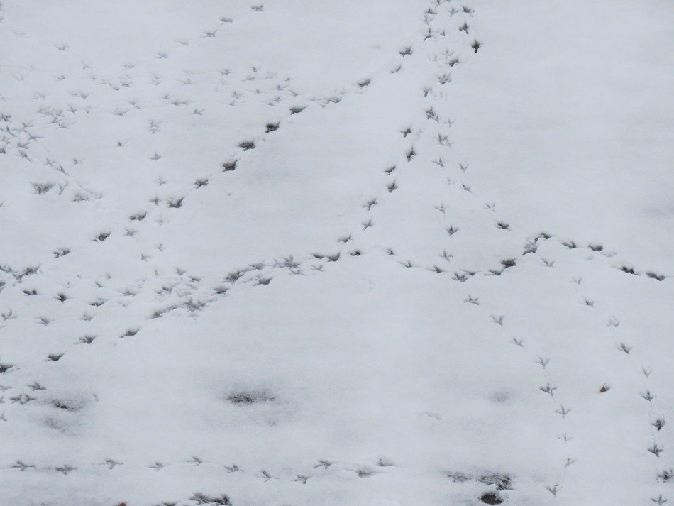 birds' traces in the snow