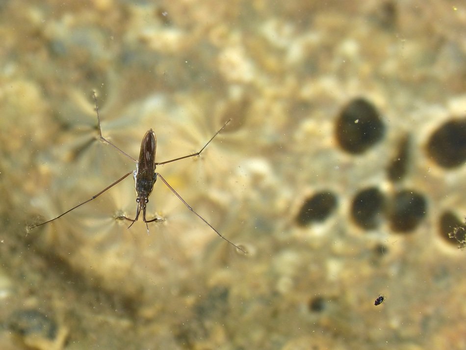 Gerridae Sabater close-up on a blurred background