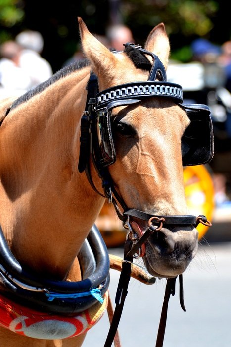 head of a horse with turn signals