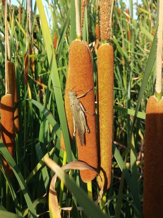 grasshopper on the reeds