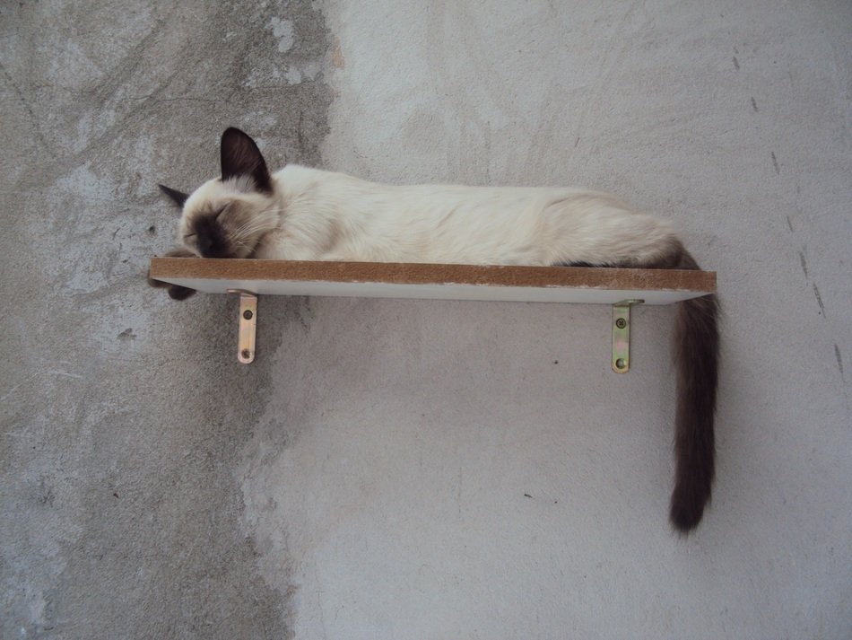 lazy cat on the shelf