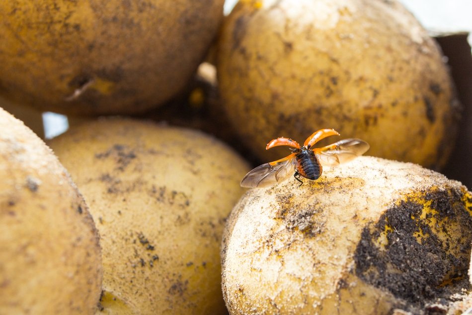 Ladybug on the Potato