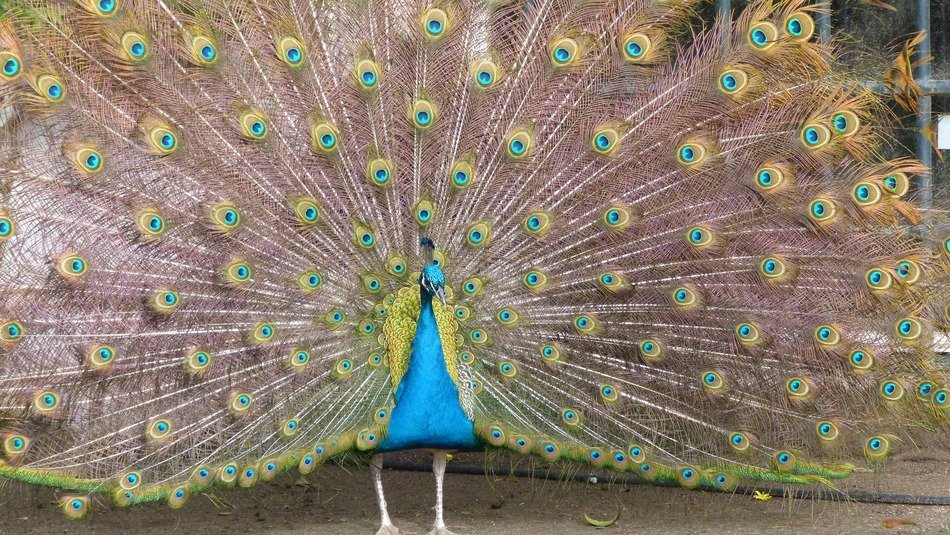 peacock with tail like a wheel