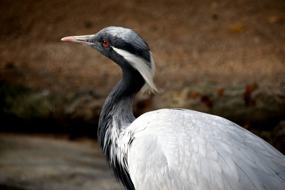 black and white heron in the wild