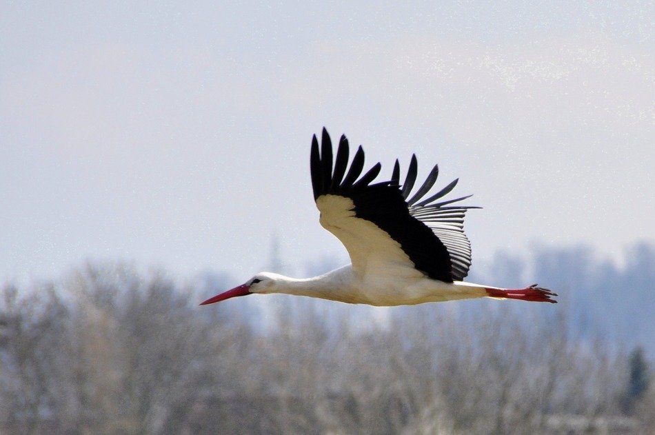 landscape of beautiful stork in the sky above the town