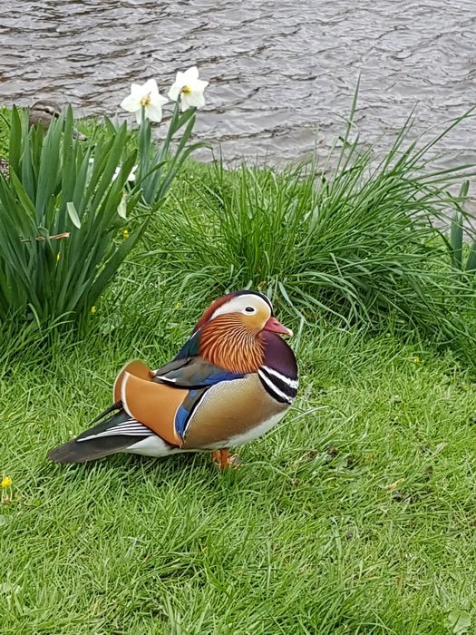 mandarin duck on the waterfront