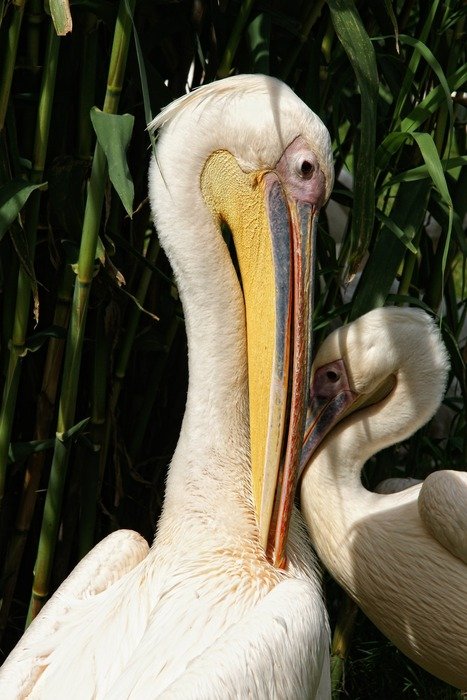 pelicans in the sunlight closeup