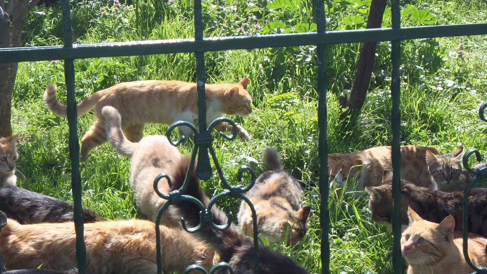 Picture of the lots of cats on a grass