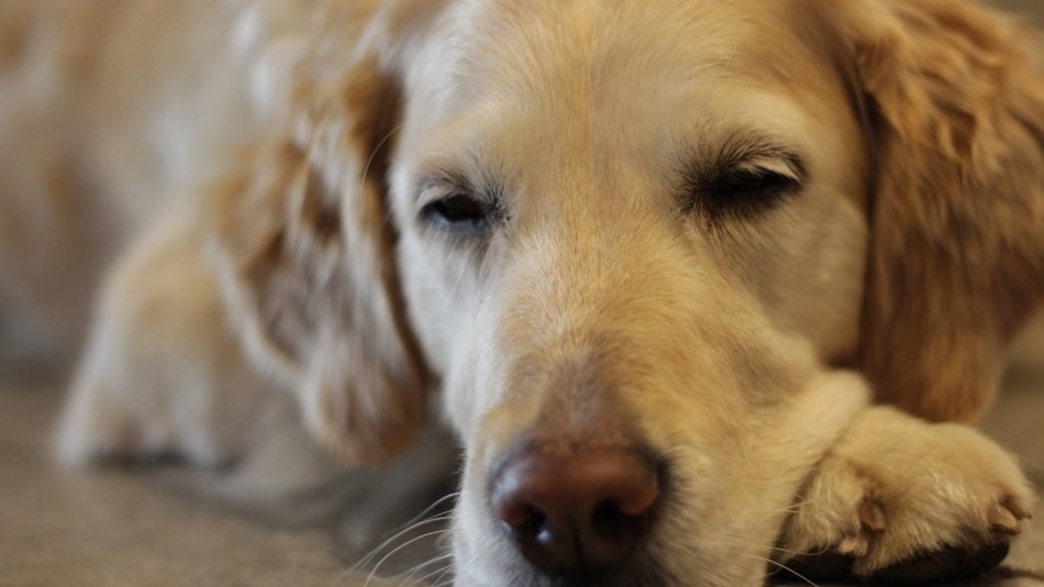 sleeping funny dog close-up