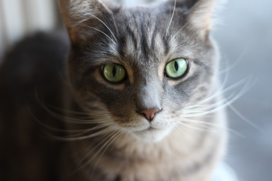 magnificent Cat with green eyes
