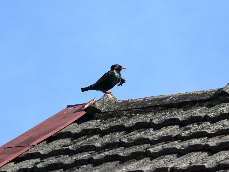 starling on top of the roof