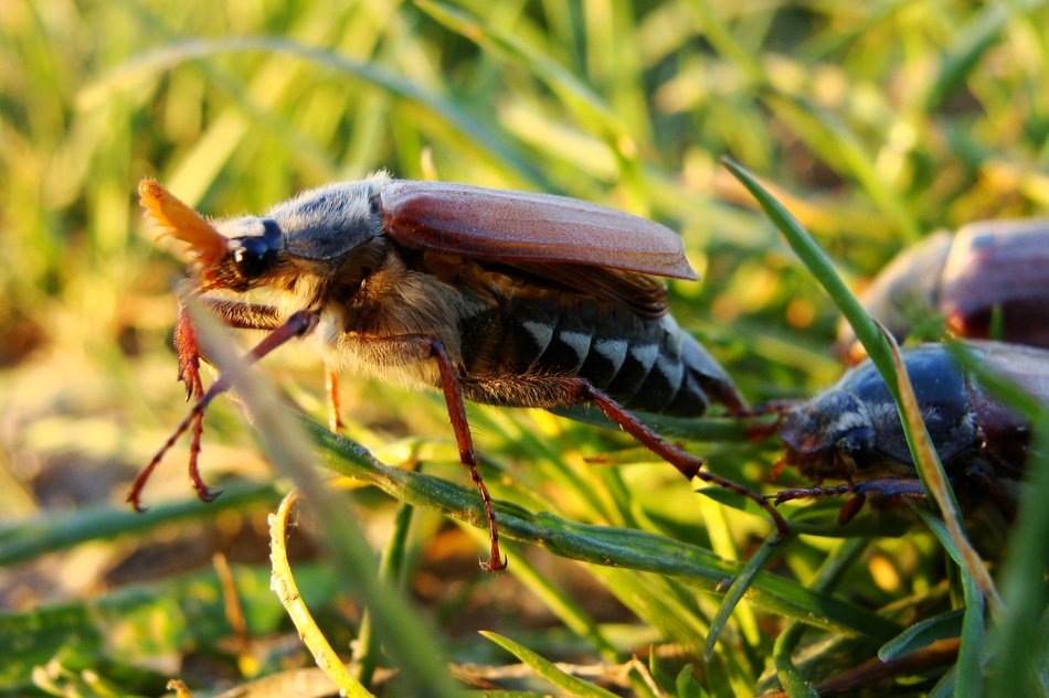 maybugs on the grass