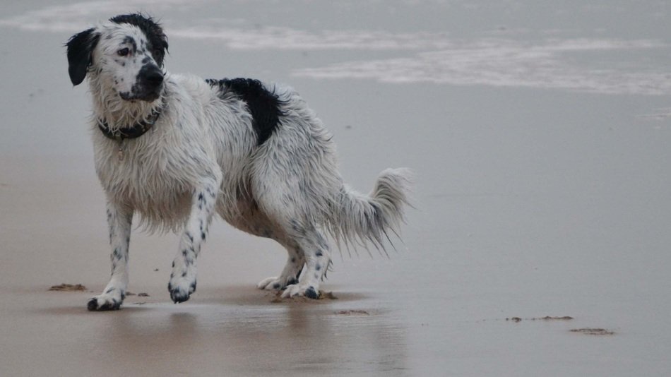 frisian stabij on the beach