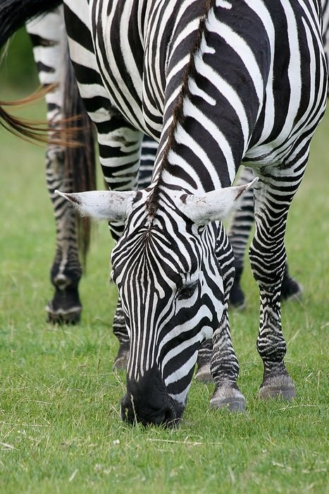 zebra on a green meadow in safari